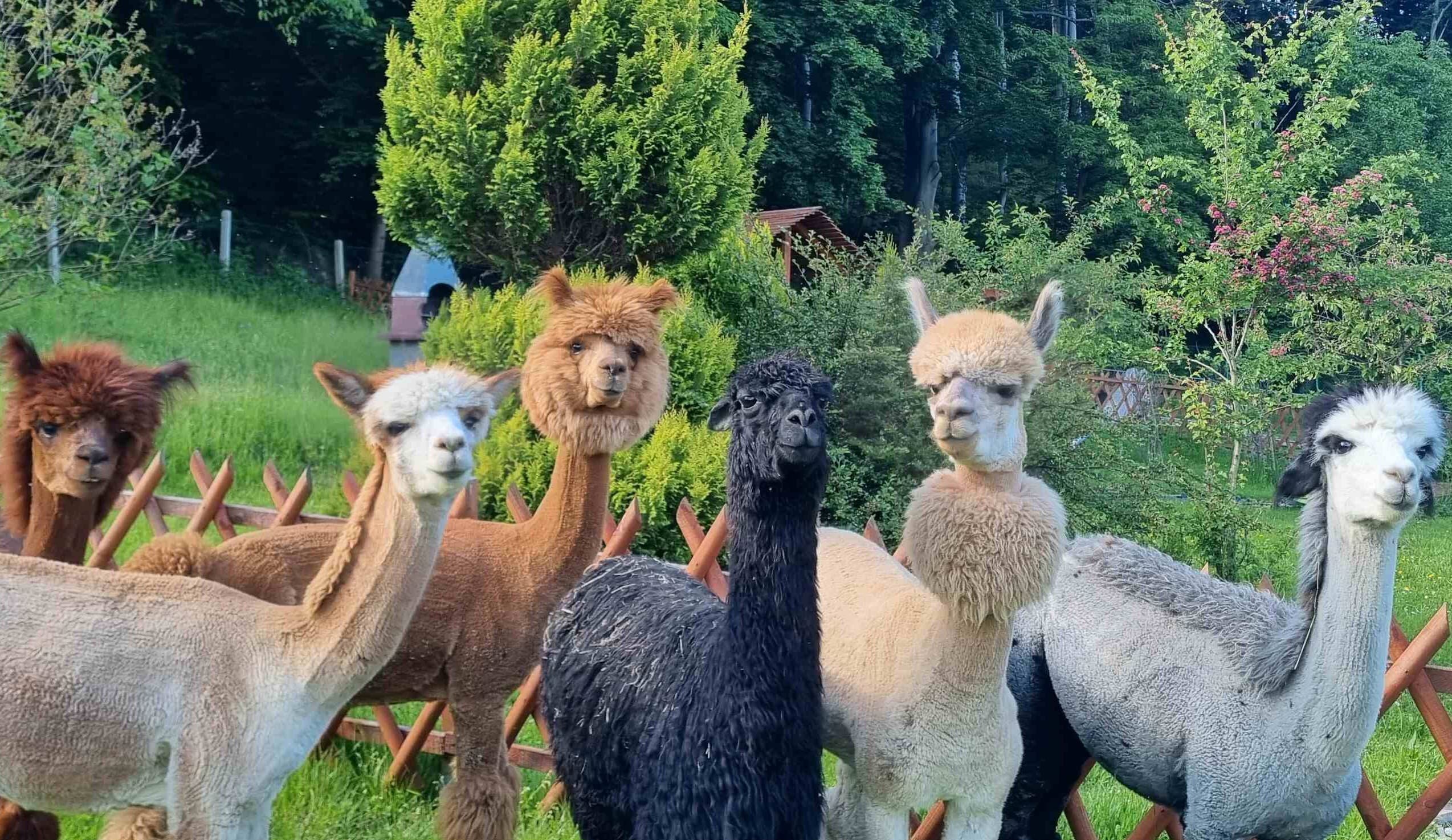Tagesausflug zur Alpaka-Farm ab Breslau