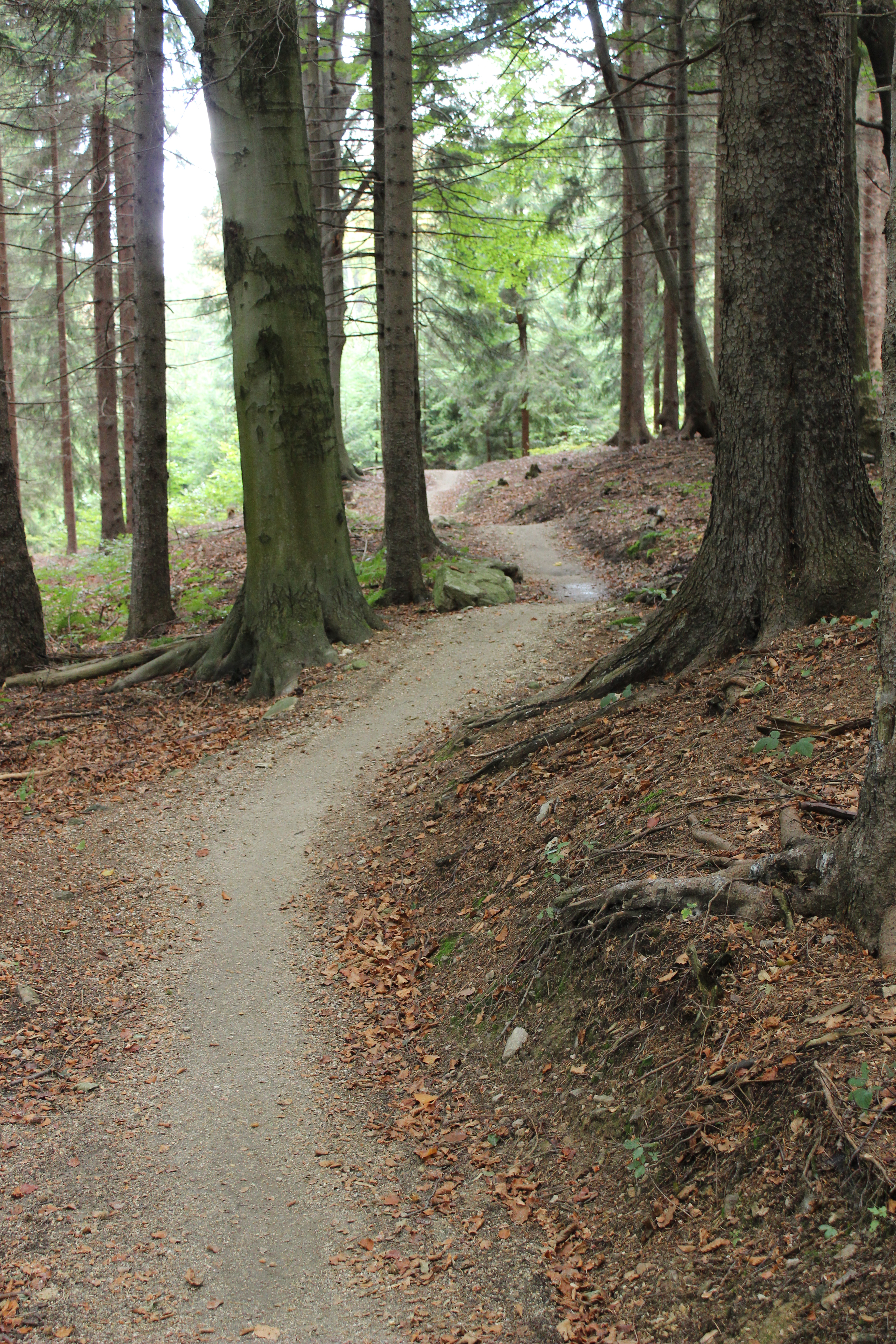 Singltrek pod Smrkem — Ponadgraniczne Trasy Rowerowe